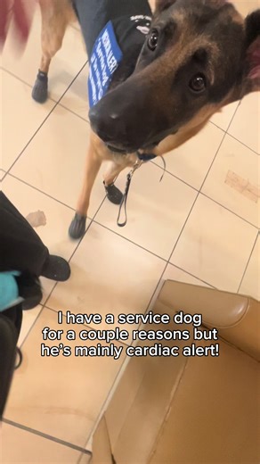 Why Service Dogs Are Essential for Medical Alerts