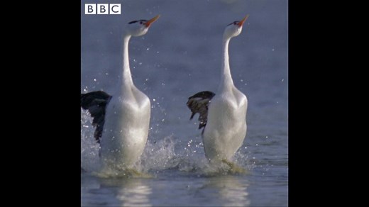 The finale of this mating dance is absolutely stunning. | BBC One