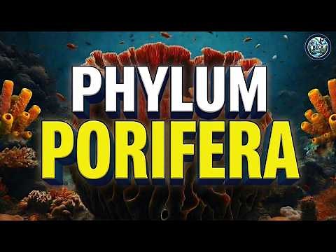 Phylum Porifera - Sponges/Sea Sponges
