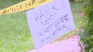 North-side homeowners say they're under attack by a hawk