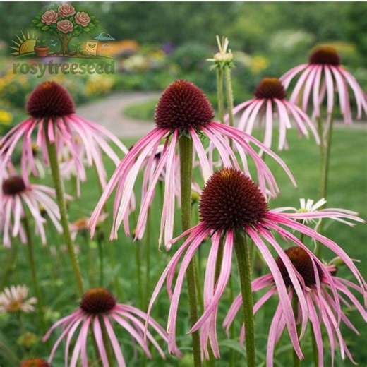 50 Pale Purple Coneflower Seeds Echinacea Pallida Perennial - Etsy