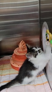 They're playful. They're hilarious. They're uncoordinated. And we've got lots of them. Come adopt kittens! (If this level of uncooperative isn't your speed, we have plenty of lovely adults looking for homes). We're open at noon today and we "cat" wait to show you around! | Cat Adoption Team