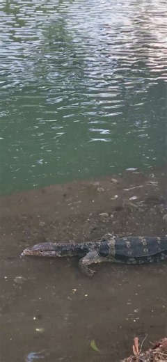 JURASSIC PARK IN BANGKOK?! 🦖😱 A GIANT MONITOR LIZARD SWIMMING!