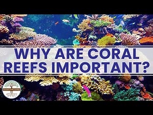 Why Are Coral Reefs Important? Ocean Sustainability