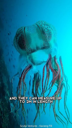 Box Jellyfish 🌊 One Of The Most Dangerous Ocean Creatures In The World #boxjellyfish #jellyfish #jellyfishes #jellyfishtank #jellyfish_stagram #jellyfishaquarium #oceancreatures #oceancreature #dangerouscreatures #jellyfishtattoo | 1 Minute Animals