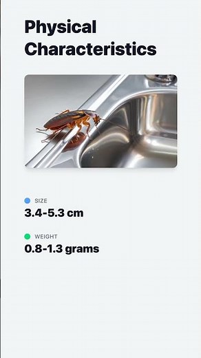 American Cockroach | Physical Characteristics, Diet, Habitat, and Role