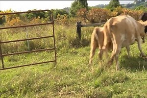 A pregnant cow who survived days floating down a flooded Lismore river has finally found her way home | 7NEWS Coast