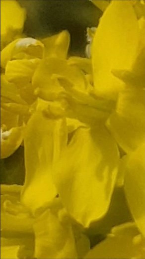 Canola flowers! Their flower meanings are cheerfulness, brightness, and hope.