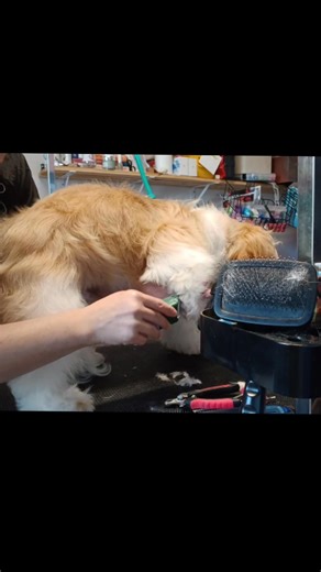 Shaving pads and body. Started with a 5/8" guard comb to gauge how much it would take off since his mom asked for about half his length off. This length looked about right. But a guard comb on this coat type always looks rough so I have to go back over him later with thinners and a comb to smoothe it out. | Faith & Fido, LLC