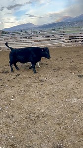 290K views · 5.3K reactions | “Boone” learning how to cover a hole #tslashstockdogs #springcreeklivestock #boone #dogtraining #bordercollie #cowboys | T SLASH STOCK DOGS | Facebook