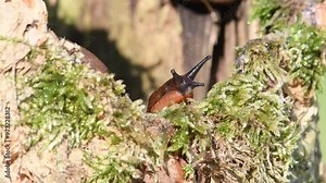 Arion Vulgaris aka Spanish slug. The most invading animal in Europe and the biggest enemy of every gardener. Czech republic nature. Motion study.