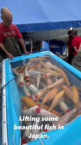 20K views · 224 reactions | Lifting some beautiful Fish from Japan  #fish #pond #koipond #fishtank | The Koi Partner | Facebook