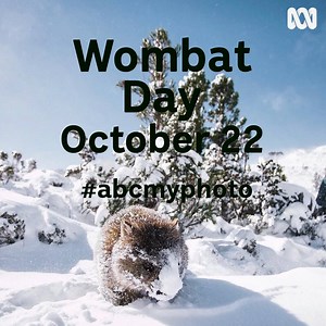 67K views · 1.6K reactions | 李 Today is Wombat Day. ✋ Hands up if wombats are your favourite Aussie animal! | ABC Australia | Facebook