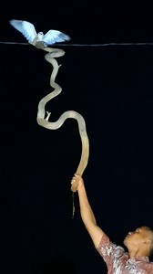 Nighthawk | Firman Syah