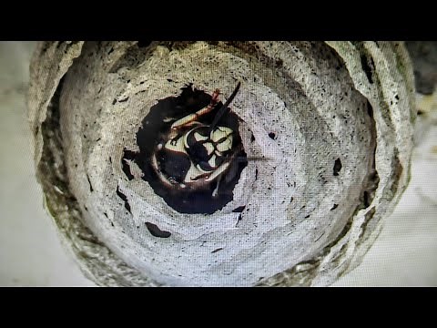Bald-Faced Hornet Queen Nest build Time Lapse Yellow Jacket Nest