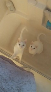 Bullet The Cat Saying "NO" To His Bath - You can actually hear the "N" sound in the beginning of the video. He didn't want it. Lucky was just looking aimlessly like "Oh gosh here we go, we are doomed", lol - #InternationalCatDay ... #CatDad ... | Southern California Weather Force