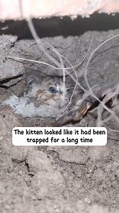 23K views · 224 reactions | Fulll viideo here https://rescuelm.themtraicay.com/1100/14/ M1412003 stray puppy has been digging at stones to rescue its little kit See part 2 in the comments below. | Live Love Animals | Facebook