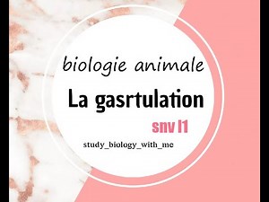 biologie animale :La gastrulation partie 1