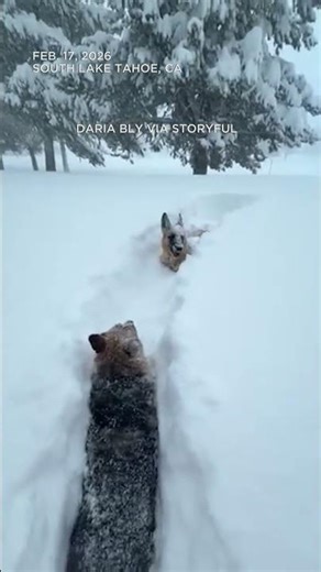 Dogs bound through thick snow near Lake Tahoe