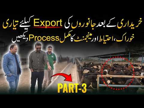 Cattle Export Standards Explained | Make Your Livestock Export Ready