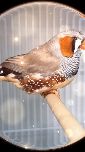 Fawn zebra finch #finches #viral #fyp #birdroom @AdlingtonpetcentreUK #bird