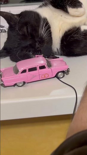 Purring Cat sound for Relaxation. Purr. Cute Cat purring. Relaxing video for sleep #purring #relax