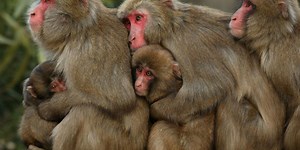 The evidence of evolution you can still see on your body