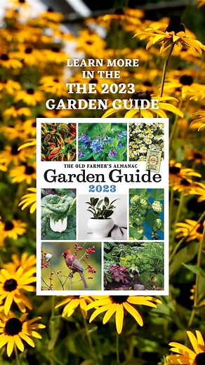 21K views · 255 reactions | Find water-saving and drought-resistant plants here with help from our 2023 Garden Guide! | The Old Farmers Almanac | Facebook