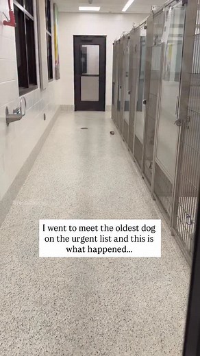 150K views · 2.7K reactions | UPDATE: ADOPTED!!! Please help us save senior Achilles 12 years old, gentle, sweet He knows sit, stay, shake. Fulton County Animal Services Atlanta More info in our app [LINK IN BIO] #Germanshepherd #gsd #fyp #urgent #sos seniordog #help #atl #atlanta | Rescueme Atl | Facebook