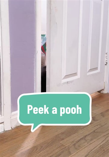 Pooh Bear's Stalking Adventures with Our Foster Kitten