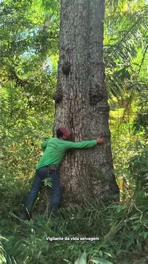 Brazilian pepper tree #brazilianpepper