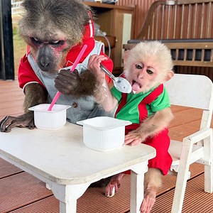 Dad teaches monkey Yuli how to use a spoon like YoYo JR | Baby YiYi Monkey