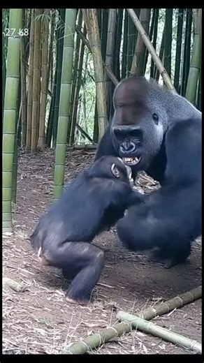 Gorilla vs Chimpanzee Showdown #gorillatag #gorilla #chimpanzee #animals #wildlife #shorts #viral