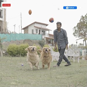 Golden Hearts, Golden Facts 🐾✨ Dive into the world of Golden Retrievers! 🐶💛 🐾✨ Golden Hearts, Golden Facts ✨🐾 Golden Retrievers are more than just their fluffy coats and wagging tails—they’re bundles of love and joy with some fascinating traits! In this video, we’re diving into the amazing world of Golden Retrievers to share some fun and surprising facts about these beloved dogs. 🐶💛 Did you know they’re among the most intelligent and friendly dog breeds? Or that they’ve been heroes in sea