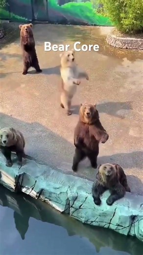 Bear software running on human hardware 🐻🚶‍♂️