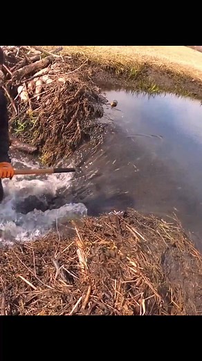 When beavers play engineer, humans play cleanup crew 💥 | Johnathon Schaden