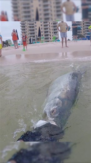 Releasing a big tarpon. #kayakfishing #florida #tarpon | Emerald Coast Kayak Fishing