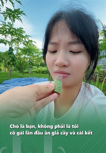 Cô gái lần đầu ăn giả cầy và cái kết | giả cầy lần đầu ăn