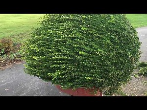 How to: Remove a 24 Year Old Boxwood - Root flair and size preventing relocating