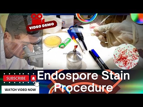 The Endospore Staining Procedure ‪@hereditybioacademy7062‬ #microbiology
