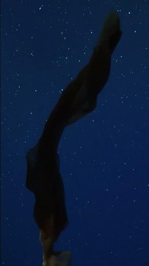 Gigantic jellyfish suddenly appears