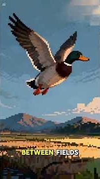 🦆🇵🇭 Amazing Philippine Animals | The Philippine Duck!