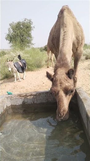 مشهدٌ يُفطر القلب، حرارة الصحراء والجمال تروي عطشها #animals #animalphotos