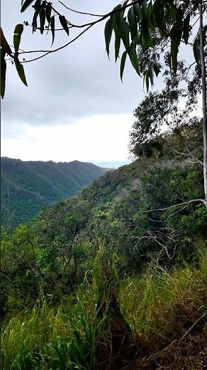 Aiea Loop Trail with Kids 👨‍👩‍👧‍👦 Our Favorite Family-Friendly Oʻahu Hike #Shorts