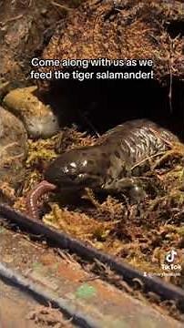 Tiger Salamander Feeding