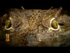 Paignton Zoo - Crocodile Feeding Experience