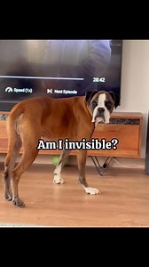61K views · 2.8K reactions | Boxer vs his favourite ball 梁殺 #boxerdog #boxer #funnydog #dog #dogslife #boxerlife #doggo | Bobby from the bin | Facebook