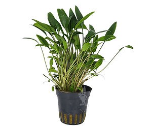 Cryptocoryne undulata