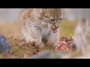 The Secret Life of the North American Bobcat