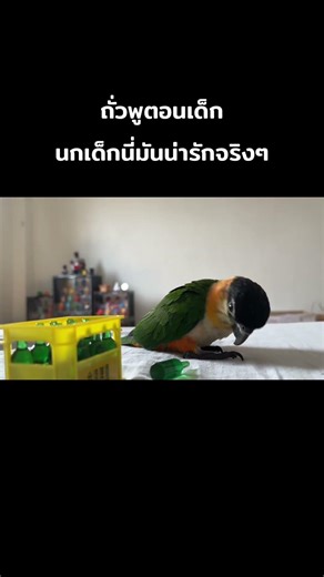 นกเด็กนี่มันน่ารักจริงๆ 🦜🍃😅#blackheadedcaique #นกแก้ว #นกเพา #นกแก้วแบล็คเฮดไคท์ #นกบินอิสระ